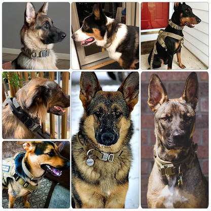 Breakaway 1.5 Dog Collar